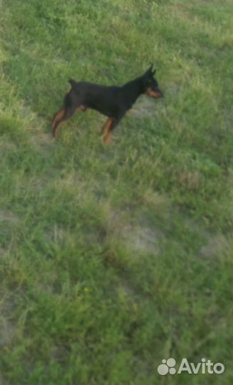 Вязка Мини-доберман