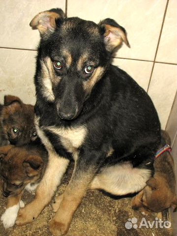 Беспородные охранники