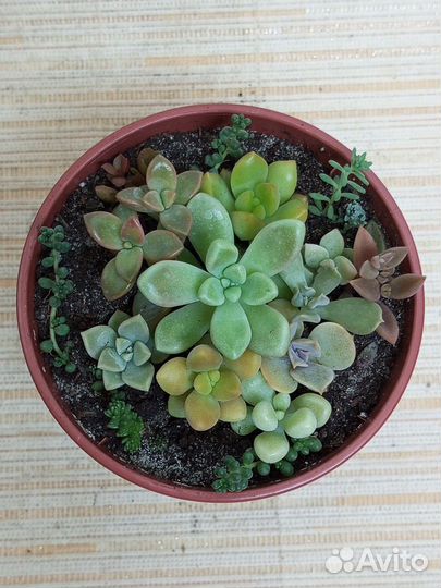 Суккуленты