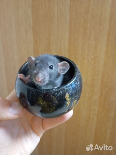 Крыса дамбо мальчик