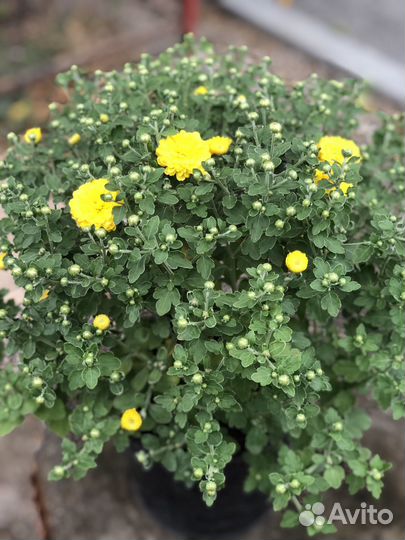 Хризантемы мультифлора