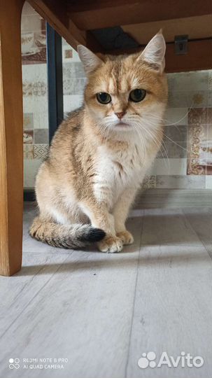 Британская в добрые руки