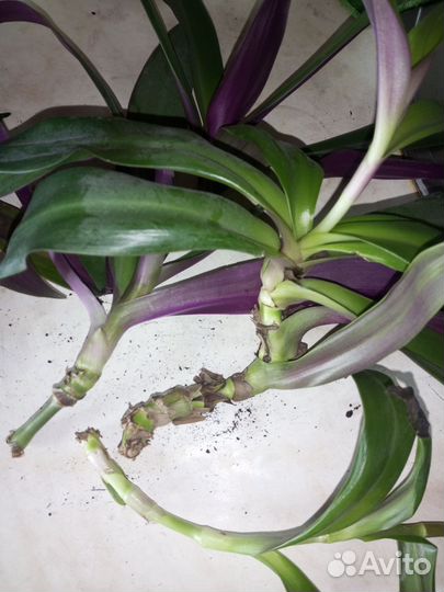 Цветок Рео или Моисей в корзинке