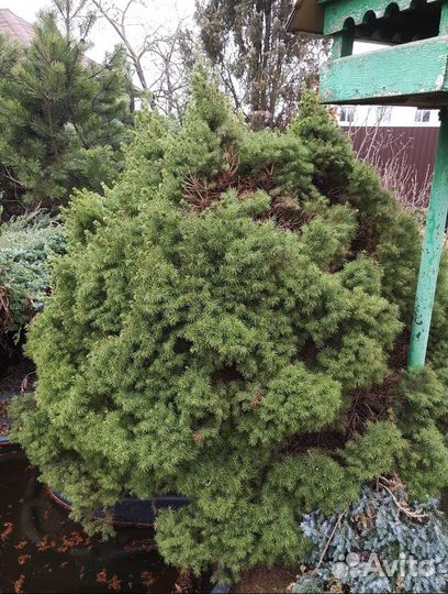 Ель канадская Коника