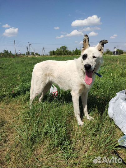 Собака в добрые руки