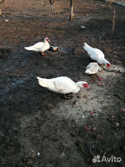 Селезень индоутки