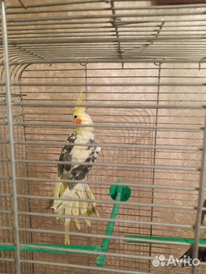 Пара попугаев Карелла