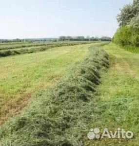 Сено луговое хорошее