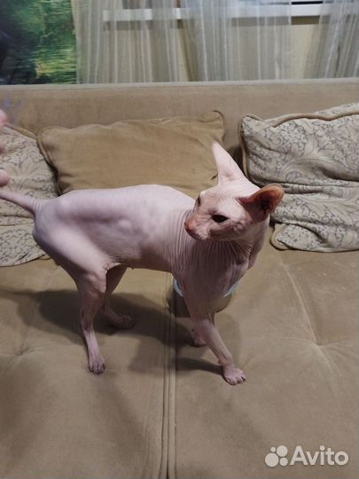 Донской сфинкс