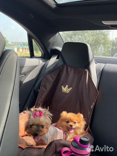 Передержка собак маленьких пород