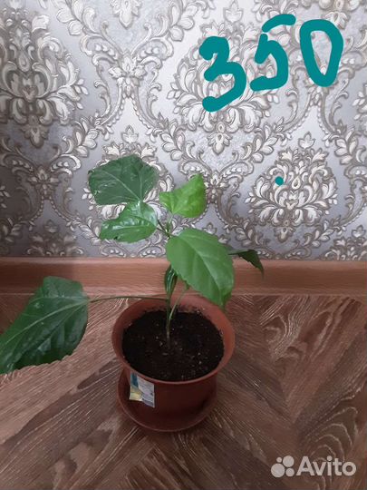 Комнатные цветы