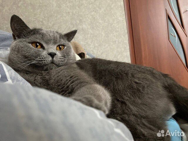 Кот в добрые руки