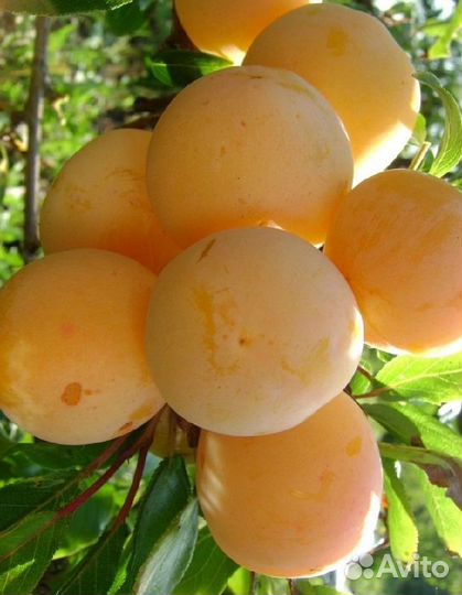 Саженцы сливы, алычи, колоновидные сливы