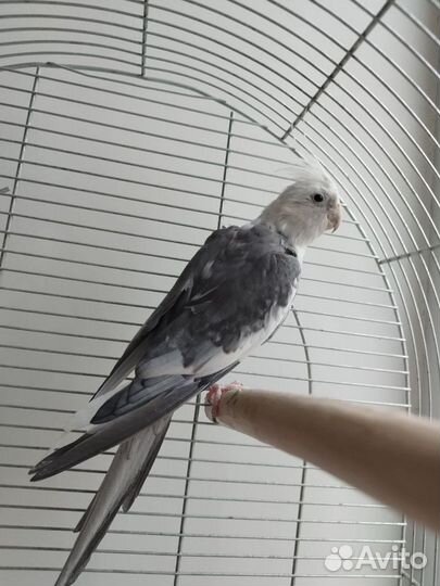 Попугай Корелла, самец, 1,5 года