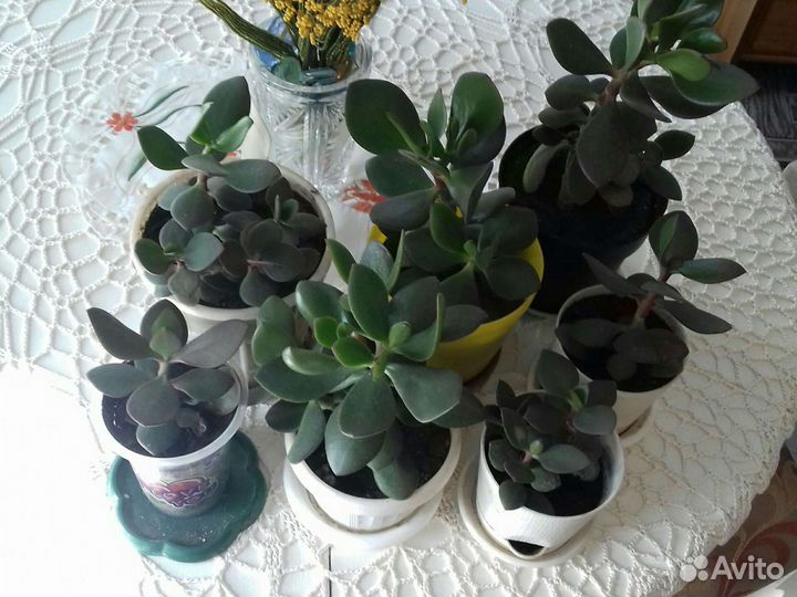 Денежное дерево. Цветы