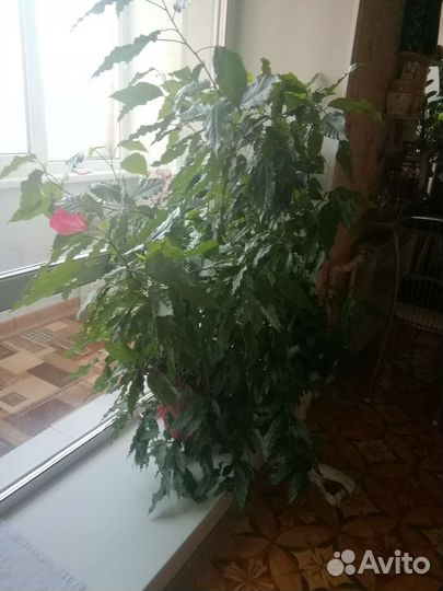 Гибискус китайская роза