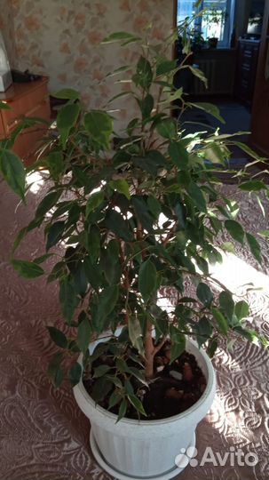 Фикус бенджамина