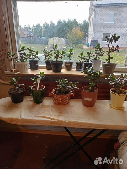 Цветы комнатные