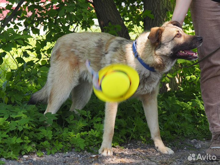 Собака Итан