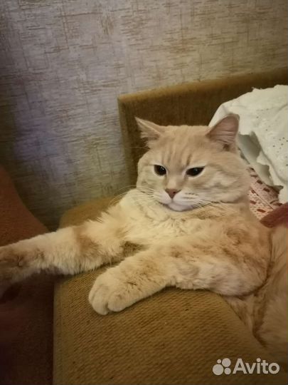 Кремовый Шотландец-вязка