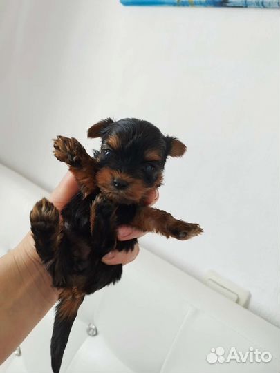 Йоркширские терьеры