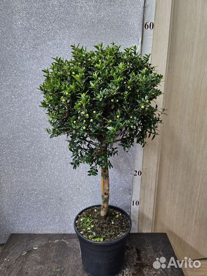 Мирт штамб цветущий 15/50