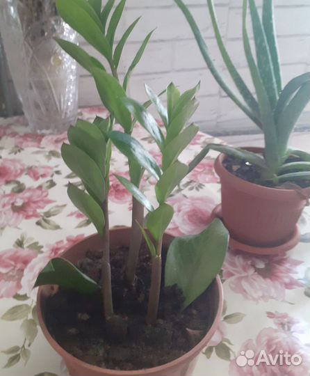 Замиокулькас