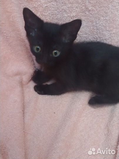 Европейские котята