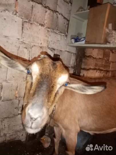 Коза дойная