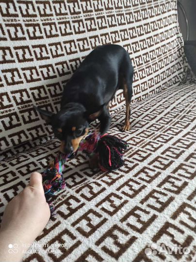 Вязка собак