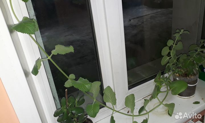 Мята южноамериканская