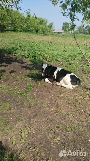 Корова дойная с теленком