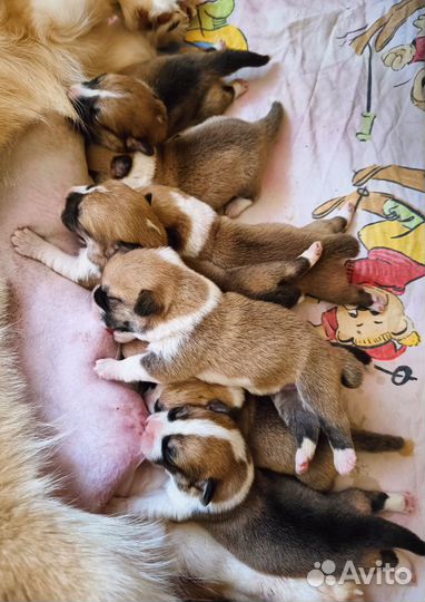 На декабрь Вельш корги пемброк