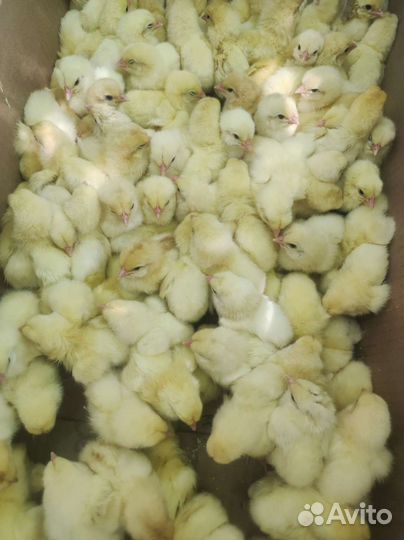 Цыплята