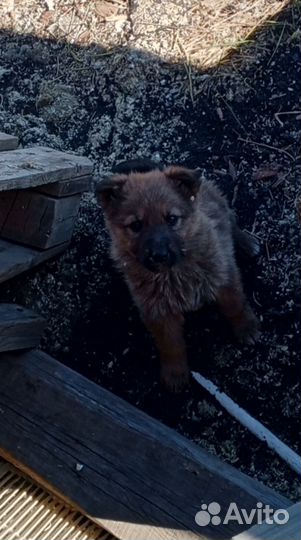 Немецкая овчарка