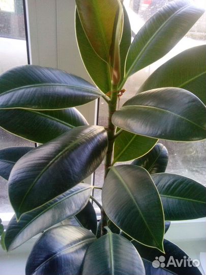 Кливия, Фикус кауч., бенджамина, пеперомия, фиалки