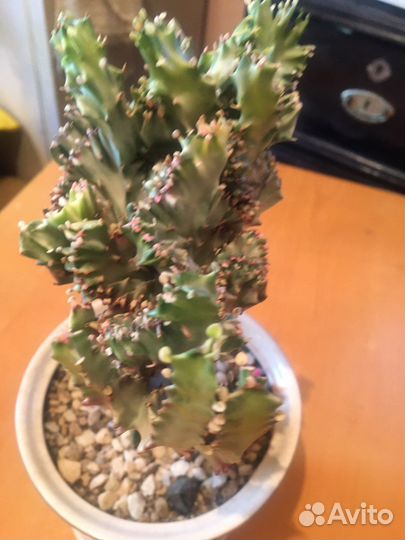 Эуфорбия лактея кристата