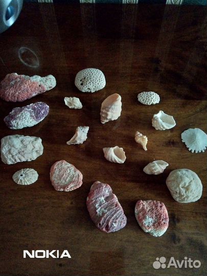 Морские ракушки для коллекции или аквариума