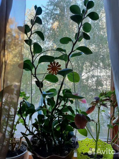 Хлорофитум хохлатый