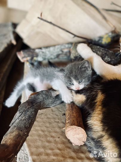 Отдам в добрые руки