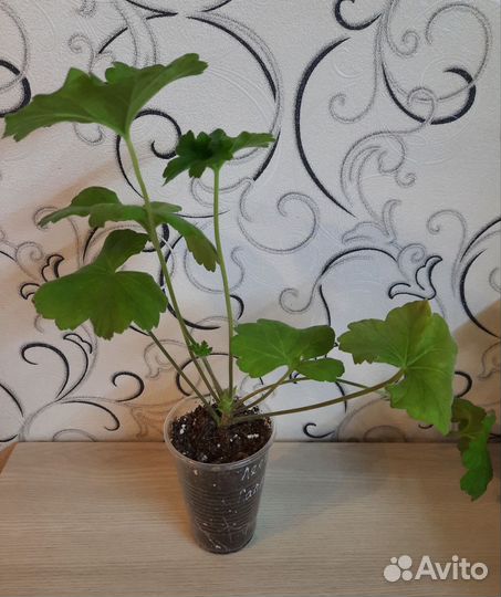 Пеларгония герань