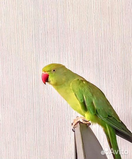 Ожереловый попугай самка(индийский )