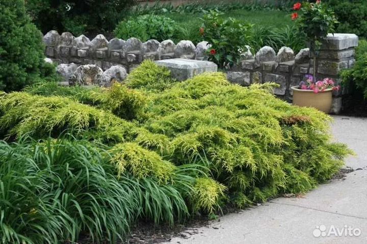 Можжевельник средний Голд Кост (Gold Coast)