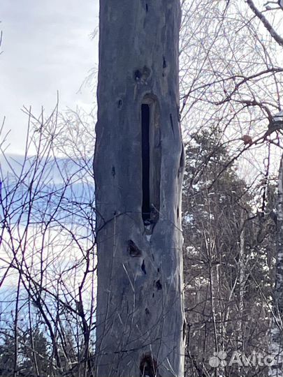 Пчелопакеты среднерусской (башкирской) породы