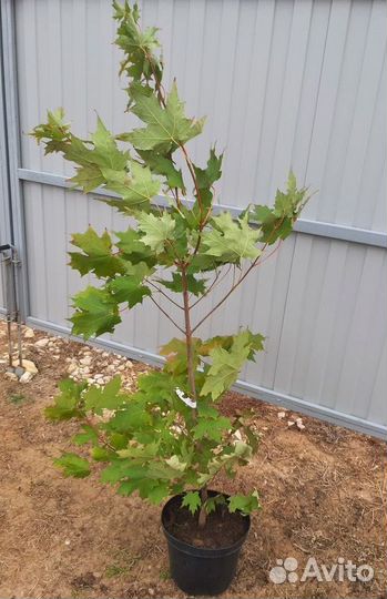 Саженцы Клен остролистный из питомника