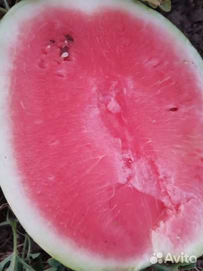 Арбуз оптом с поля Старотитаровская