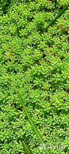 Почвопокровники