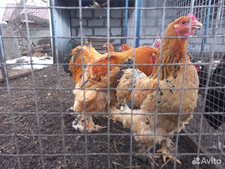 Куры петухи