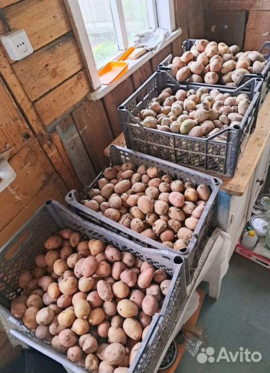 Семенной картофель