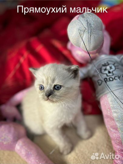 Шотландские котята